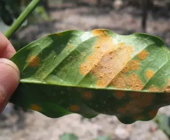Phần VIII-Chương 12: Cuộc Chiến Với Coffee Leaf Rust