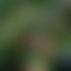 Phần III-Chương 1: Tuyệt Tác Nguyên Bản Từ Những Hạt Mầm Ethiopia