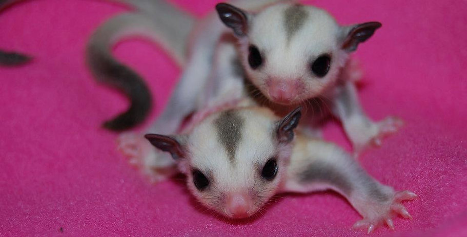 Sugar glider | StL SugarGliders | United States