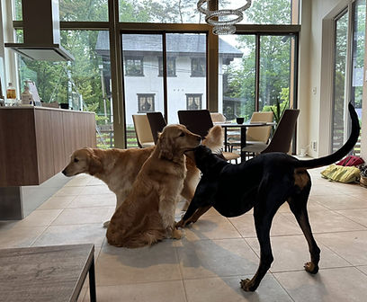 Dog friendly Luxury Chalet