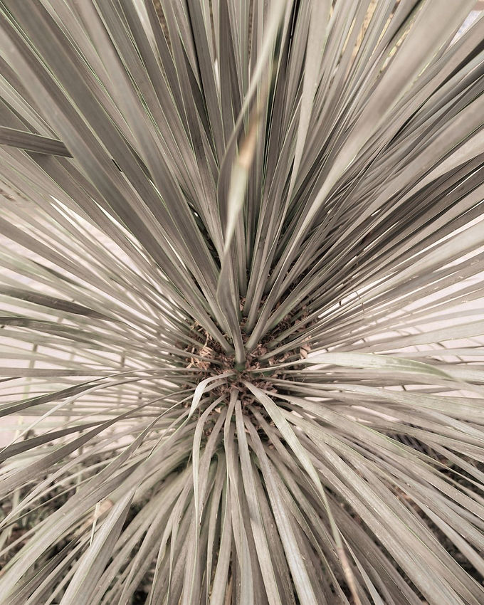 grass.jpg