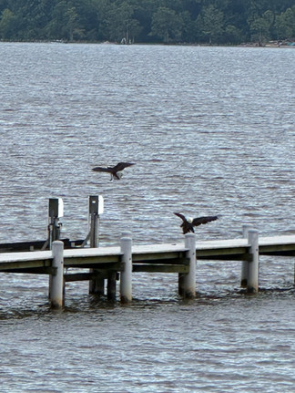 An Eagle and a Heron on the dock
