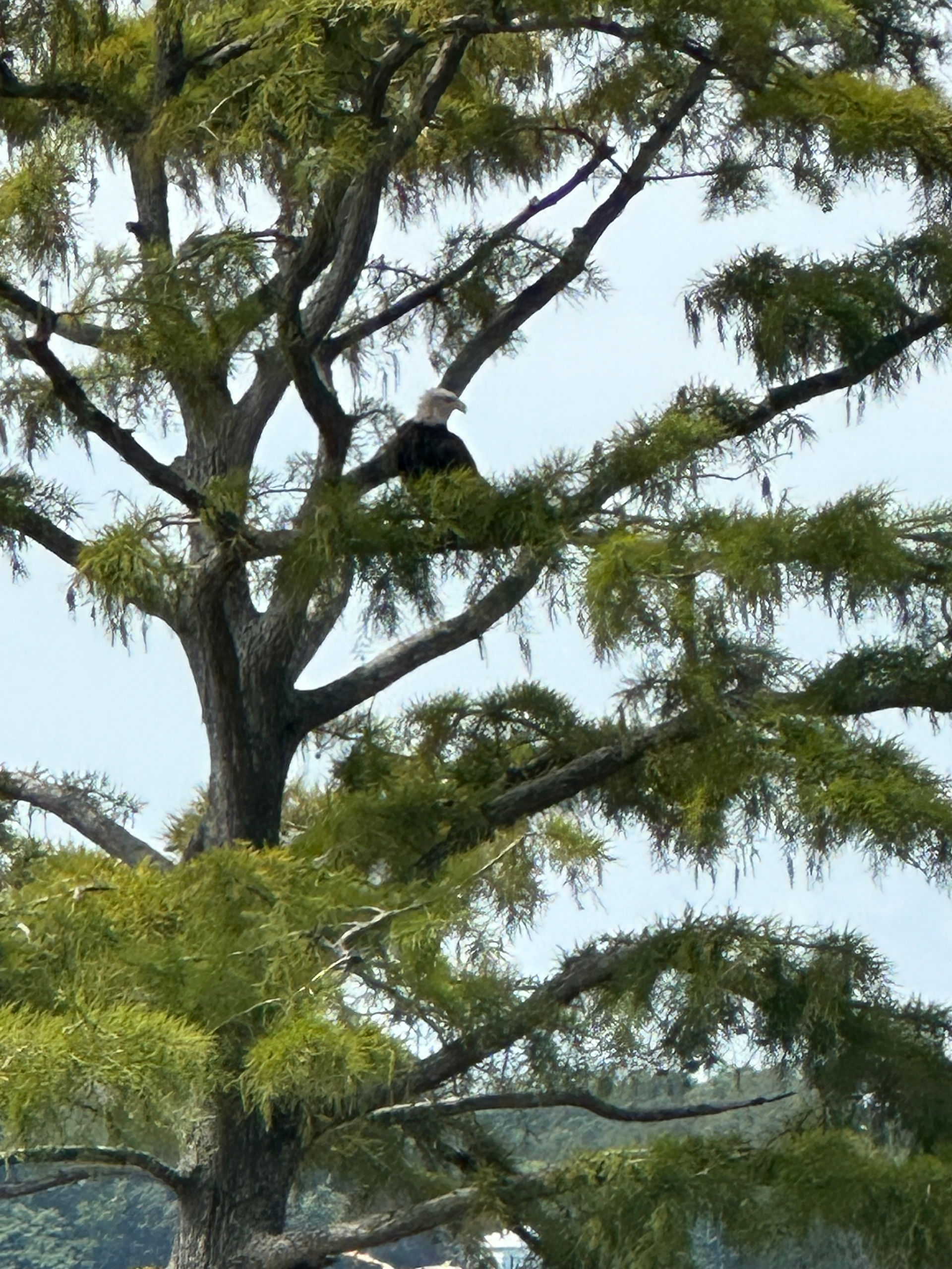 An Eagle spent summer on our dock