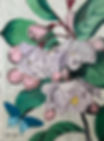 Peonies