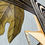 Thumbnail: Oak Leaf