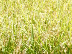 学術研究発表会「大地の恵みで食養生」～特典付