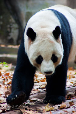 China Edit-2990