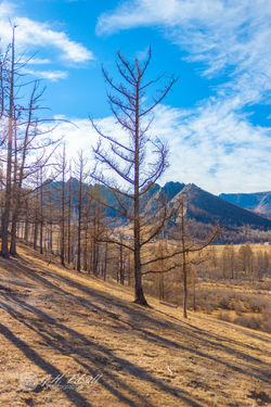 Mongolia--16