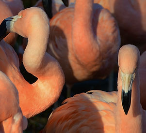 Flamingos