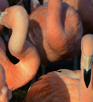 Pink Flamingos Closeup