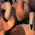 bird-roxo-animal-zoo