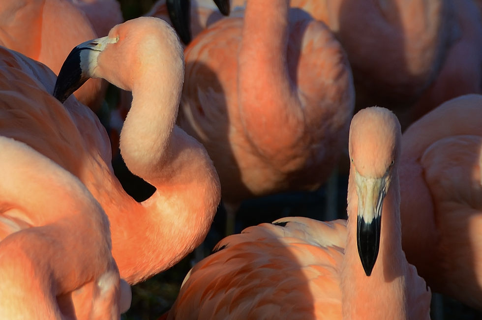 Flamants roses en gros plan