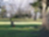 Purearb technical arborist Martin Andrews on a project in Christchurch New Zealand