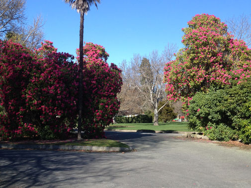 Arboricultural Survey for Timaru Botanical Gardens