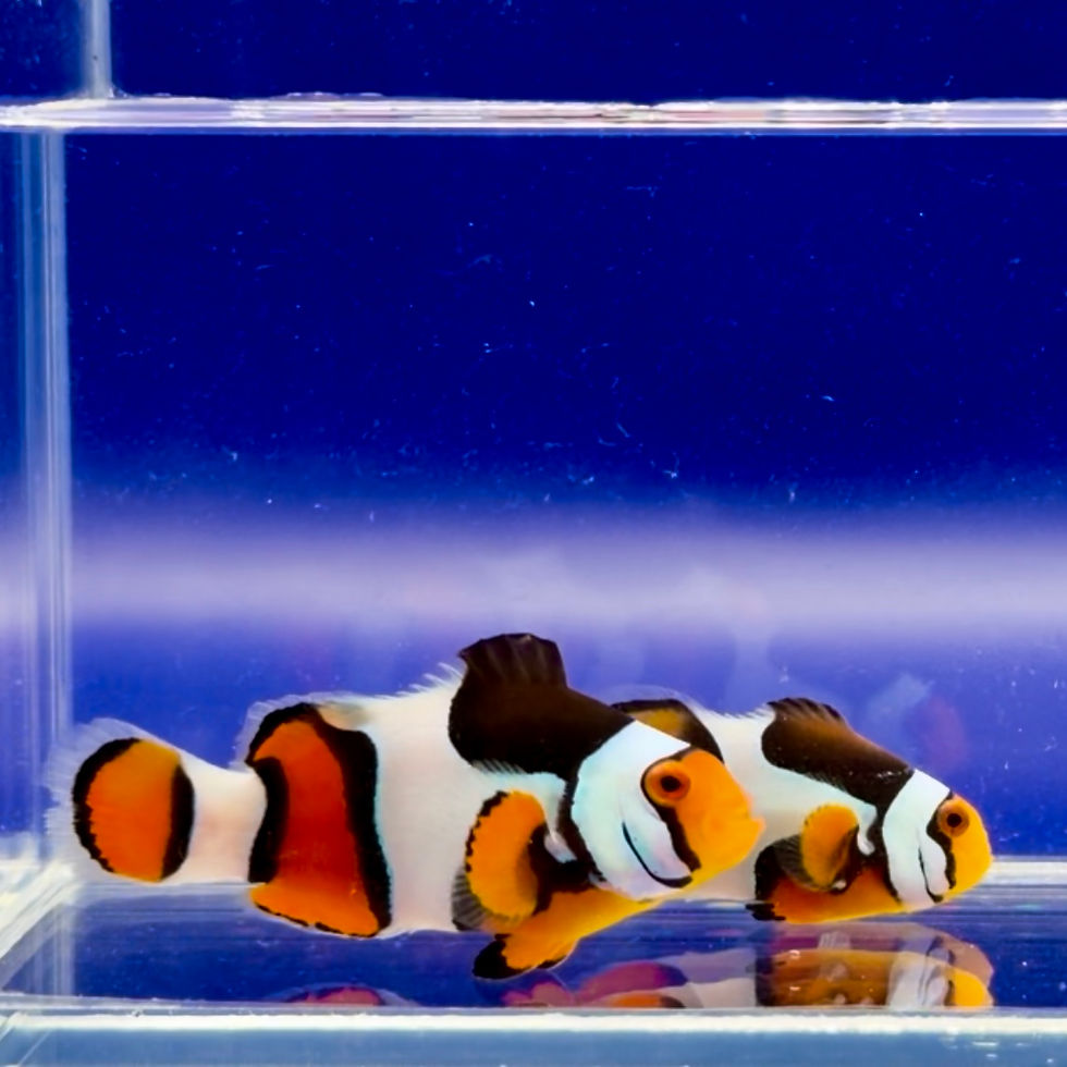Bali Black Picasso Clownfish Pair WYSIWYG