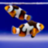 Onyx Picasso Clownfish Pair WYSIWYG