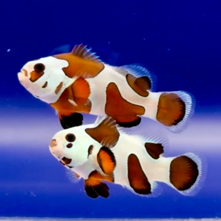 Mocha Storm Clownfish Pair WYSIWYG