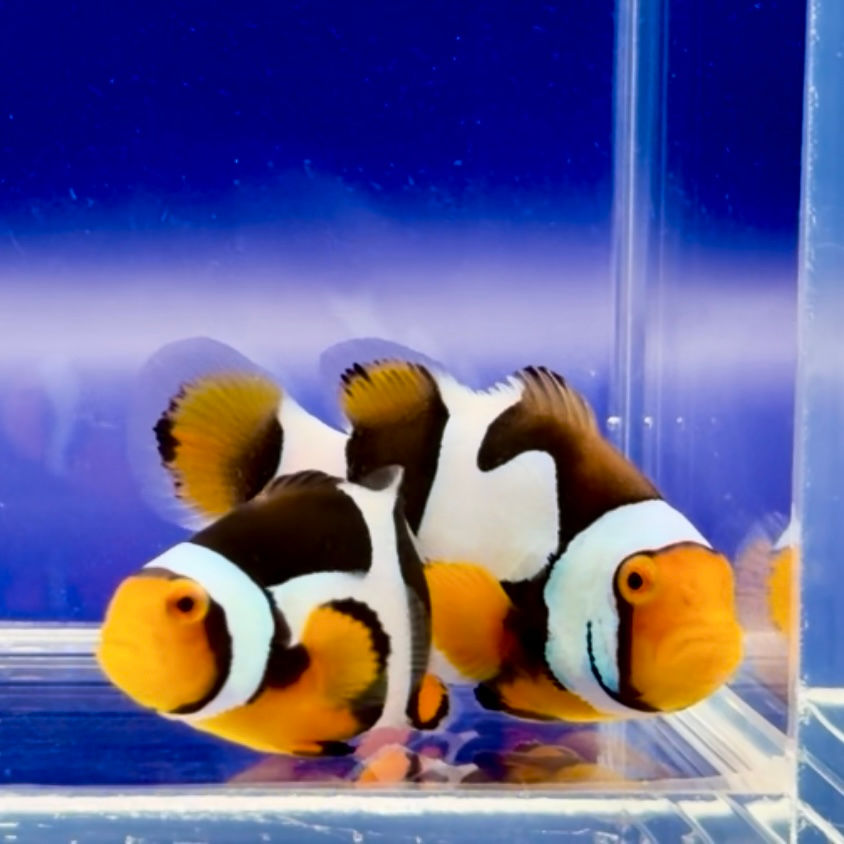 Onyx Picasso Clownfish Pair WYSIWYG
