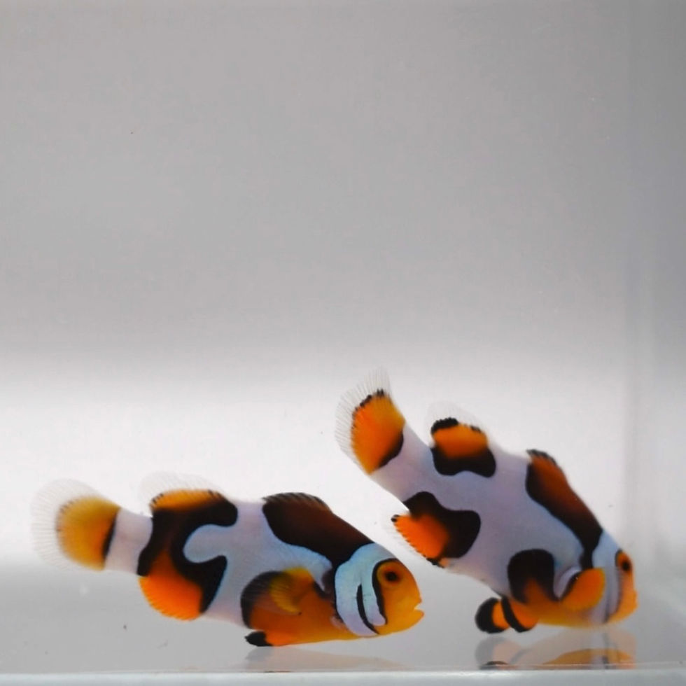 Onyx Picasso Clownfish Pair WYSIWYG