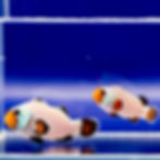 Frostbite Clownfish Pair WYSIWYG