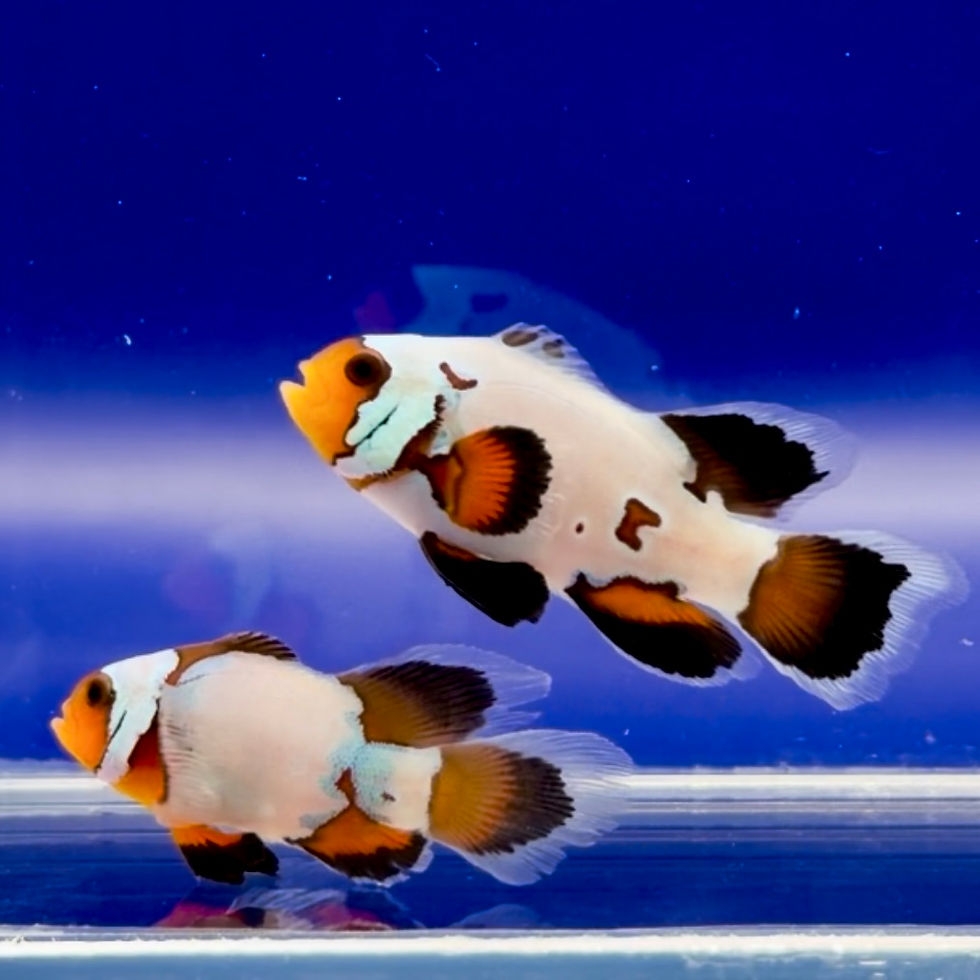 Longfin Black Ice Clownfish Pair WYSIWYG