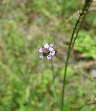Verbena littoralis (1).JPG