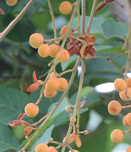 Trichilia martiana (3).JPG