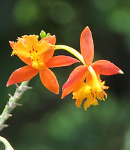 Epidendrum_radicans_Pav._Ex_Lindl_(2)_Fo