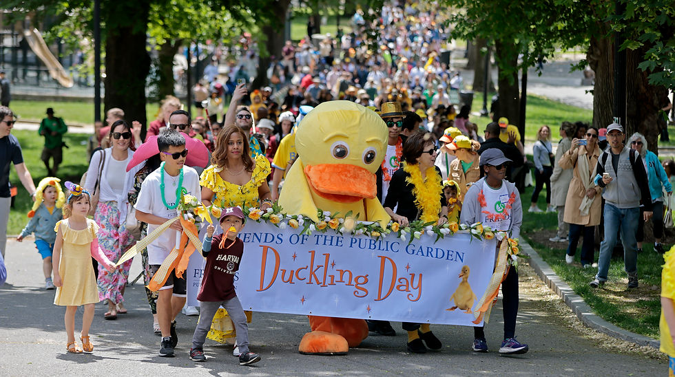 Boston.com photo - Duckling Day - Friends of the Public Garden Event