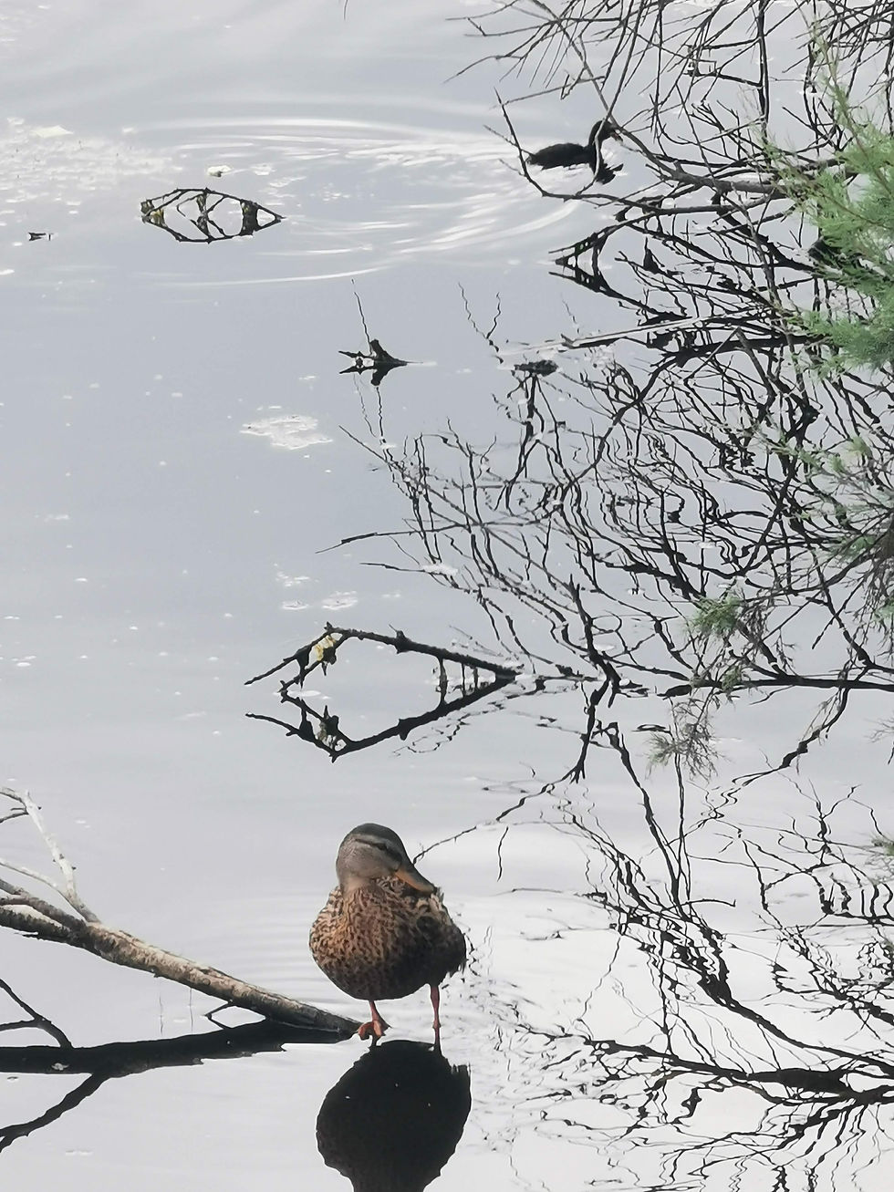 Reflexos! Creixell, 10 d'agost de 2023