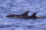 Ver ballenas y delfines en las Azores