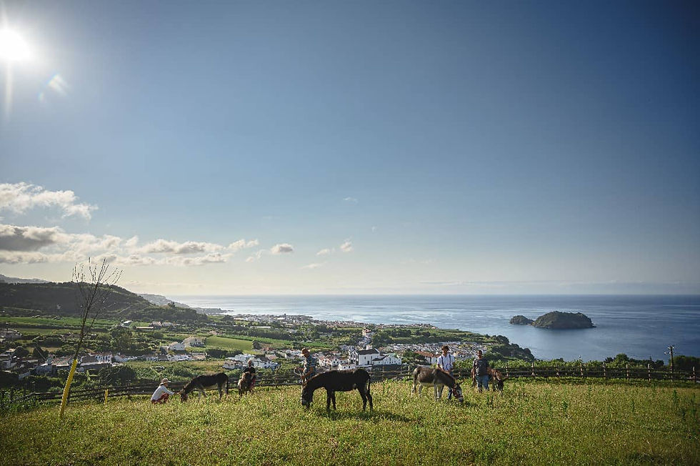 Granjas y turismo rural en São Miguel (Azores)
