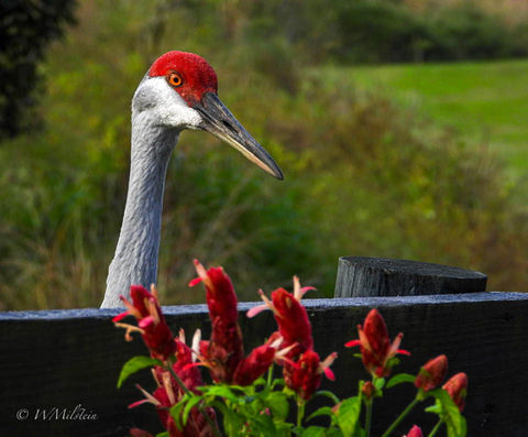 Sandhill Crane by Wendy Milstein.jpg