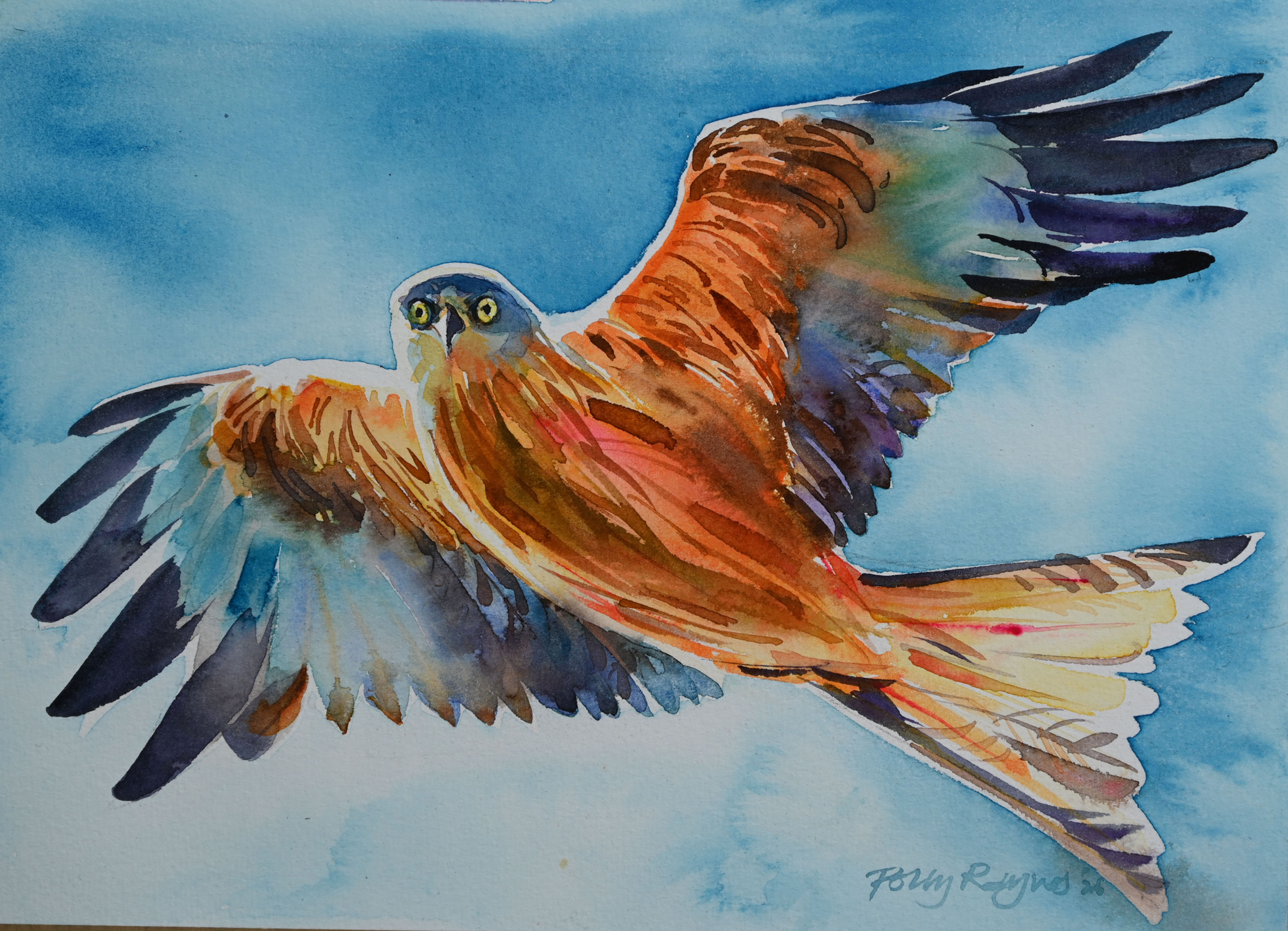Kite in flight