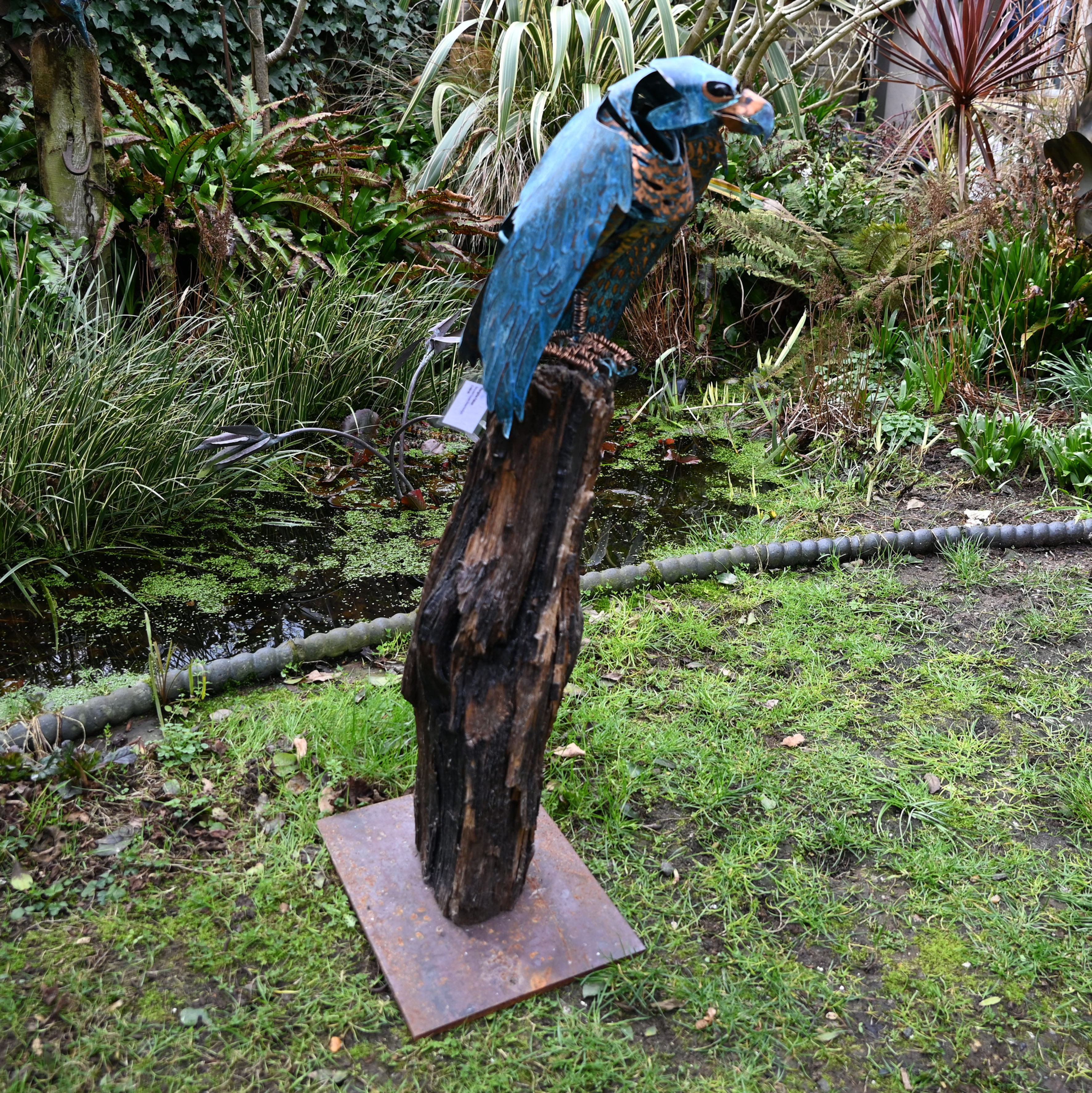 Peregrine Falcon