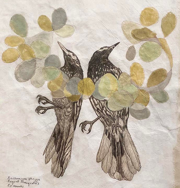 Thumbnail: Regent Honeyeaters Exmounts