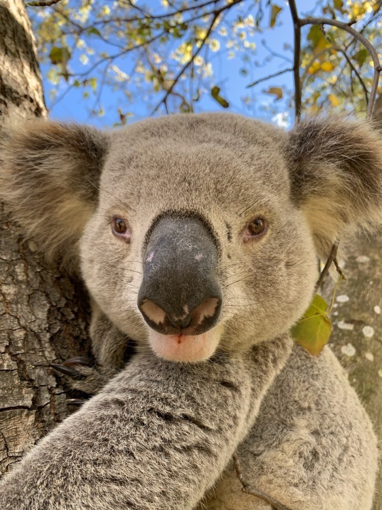 Big Russ, the dominant male Koala.
