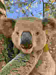 Big Russ, the dominant male Koala.