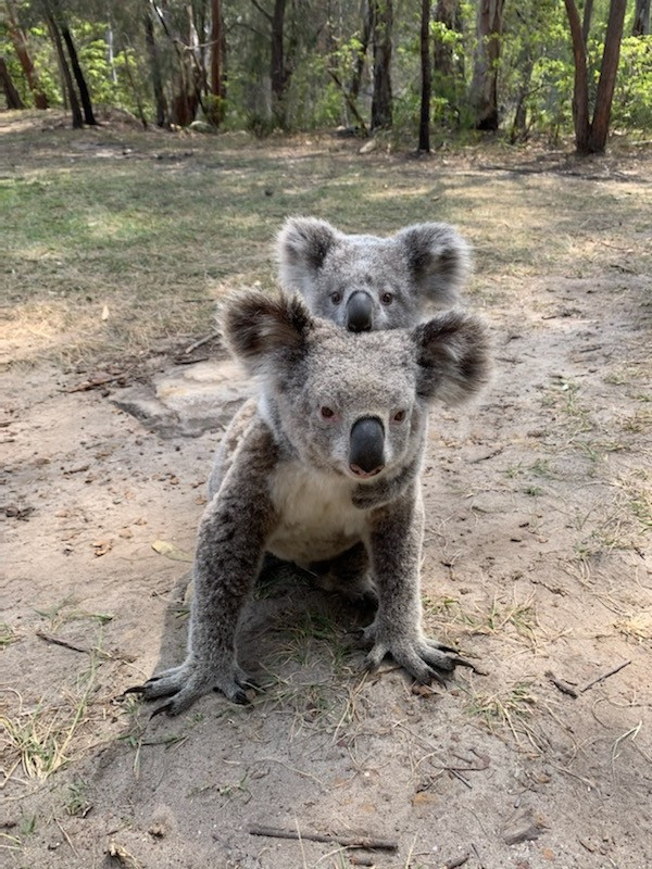 Mum and bub checking out the habitat helpers.