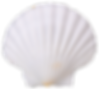 GNF 26 scallop shell.png