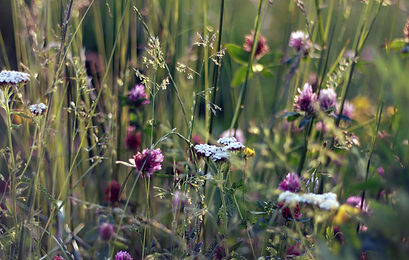 field-flowers-grass-lawn-3726.jpg
