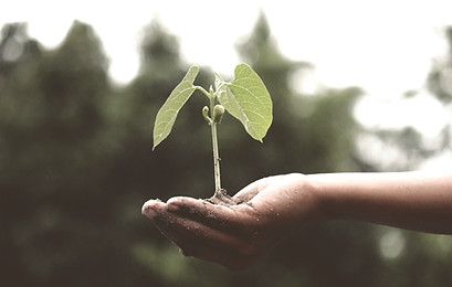 person-holding-a-green-plant-1072824_edi