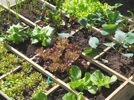 10 verduras que puedes cultivar en espacios pequeños