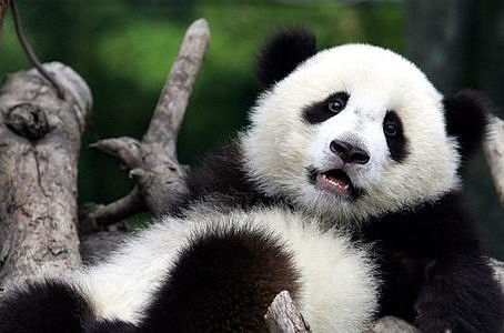 China celebra el nacimiento de dos pandas gemelos