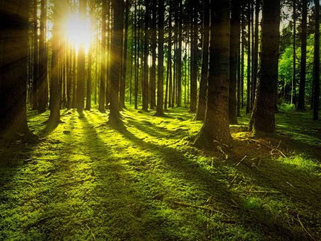 Científicos: más plantas en el planeta no disminuirán efecto invernadero