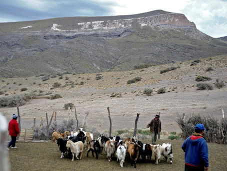 La cría de cabras, golpeada por la sequía en la tierra del Malbec en Argentina