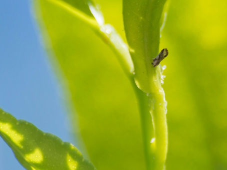 Enfermedad terminal amenaza producción de cítricos en Centroamérica