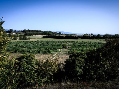 Más superficie pero menos productores de agricultura biológica en el mundo