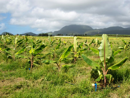 Productores antilleses presentan en ParÃs un banano "revolucionario" sin pesticidas