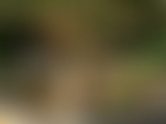 La salvación del tigre al que usaron como mascota y luego abandonaron en la Selva del Perú
